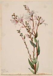 Flor de alquitrán (Befaria racemosa)