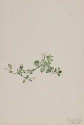 Houstonia trepadora (Houstonia procumbens)