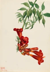Enredadera trompetera (Bignonia radicans)