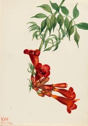 Bignonia radicans, 1926