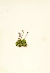 Tufted Saxifrage (Saxifraga caespitosa)