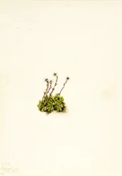Saxifraga cespitosa, 1921