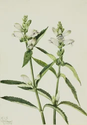 Cabeza de tortuga Chelone glabra