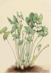 Hoja gemela (Jeffersonia diphylla)