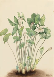 Hoja gemela Jeffersonia diphylla