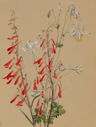 Sin título--Estudio de flores
