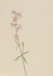 Sin título--Estudio de flores