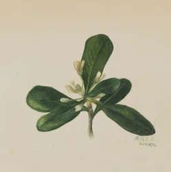 Sin título - Estudio de flores, 1876