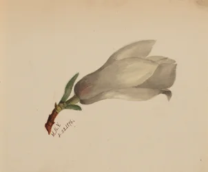 Sin título - Estudio de flores