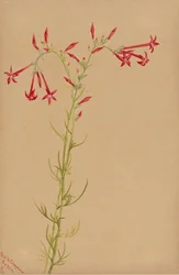 Estudio de flores sin título, 1883
