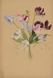 Sin título - Estudio de Flores, 1886