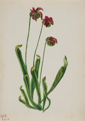 Sin título--Estudio de flores, 1940