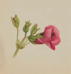 Sin título--Estudio de Flores, ca. 1876