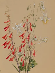 Sin título--Estudio de flores, ca. 1883-1900