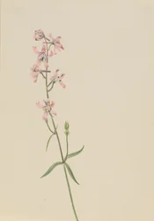 Sin título - Estudio de flores, ca. 1900-1930