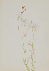 Sin título - Estudio de flores