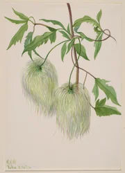 Sin título--Estudio de plantas