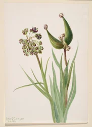 Sin título--Estudio de plantas