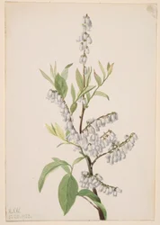 Sin título--Estudio de plantas