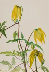 Sin título--Estudio de plantas