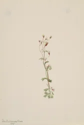 Sin título - Estudio de plantas, 1905