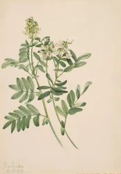 Sin título - Estudio de plantas, 1919