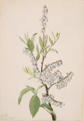 Sin título - Estudio de plantas, 1923