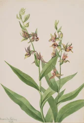 Sin título - Estudio de plantas, 1929