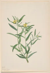 Sin título (Estudio de flores)