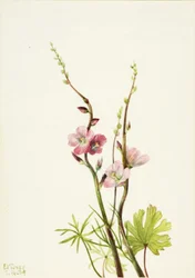 Sin título (Estudio de flores)