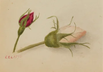 Sin título (capullos de rosa)