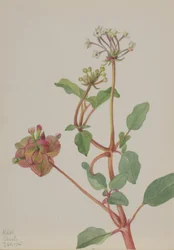 Sin título (Tripterocalyx pedunculatus)