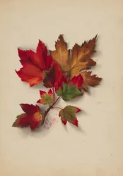 Sin título Hojas de otoño