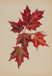 Hojas de otoño sin título, 1877