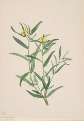 Estudio de Flores Sin Título, 1923