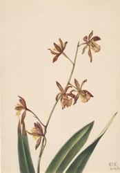 Estudio de Flores Sin Título, 1924