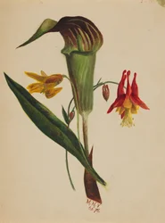 Sin título Jack in the Pulpit, 1876
