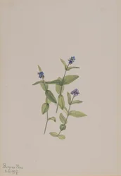 Verónica wormskjoldii