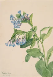 Campanillas de Virginia Mertensia virginica, 1919