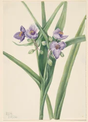 Araña de Virginia (Tradescantia virginiana)