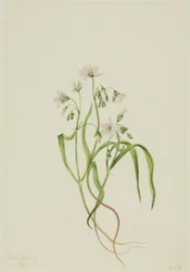Bella de primavera de Virginia (Claytonia virginica)