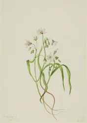 Virginia Springbeauty Claytonia virginica, 1919