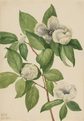 Stewartia de Virginia (Stewartia malachodendron)