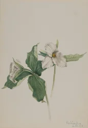 Petirrojo de la vigilia (Trillium grandiflorum)