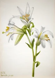 Lirio de Washington Lilium washingtonianum, 1933