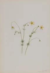 Ranúnculo acuático Batrachium trichophyllum, 1918
