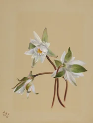 Nenúfares (Castalia odorata)