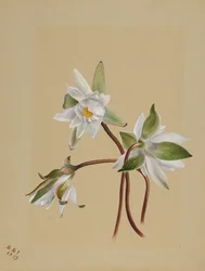Nenúfares Castalia odorata, 1879
