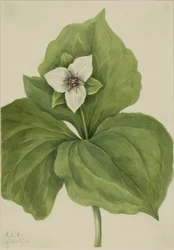 Trillium de cera (álbum Trillium)