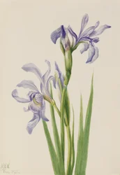 Bandera azul occidental (Iris missouriensis)